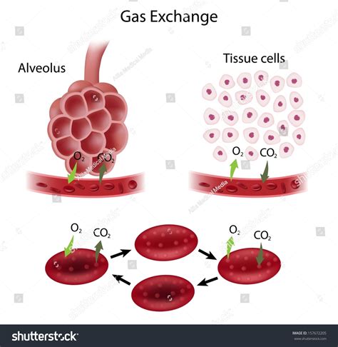 The Process of Exchange